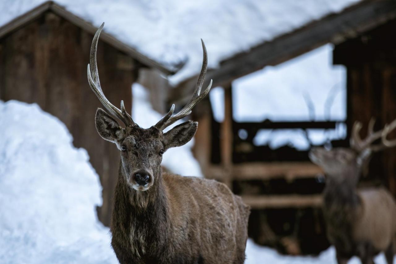 Chalet Alpenrose Bio Wellness Naturhotel Cogolo Esterno foto